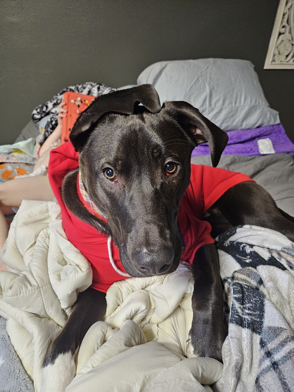 Meet Kevin McCallister Manager/Rescue_‐-